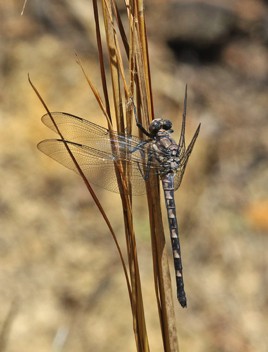 Tachopteryx thoreyi, female